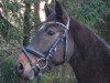 jumper Lapaccino (Oldenburg show jumper, 2007, from Lucky Boy)