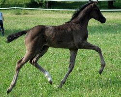 broodmare Domani (Württemberger, 2011, from Danone 4)