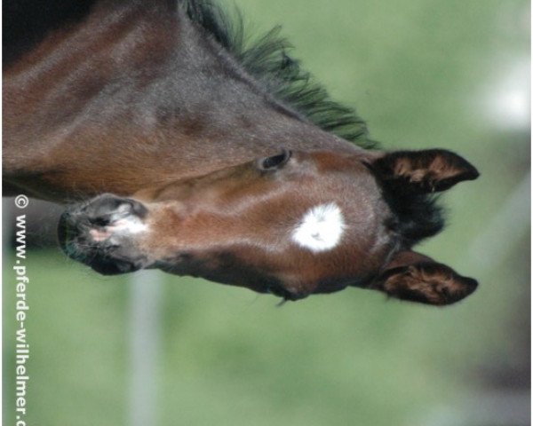 dressage horse Le Champ (Hanoverian, 2008, from Locksley II)