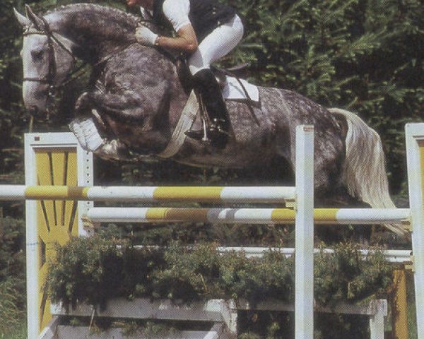 stallion Gimpel (Hanoverian, 1981, from Gardestern I)