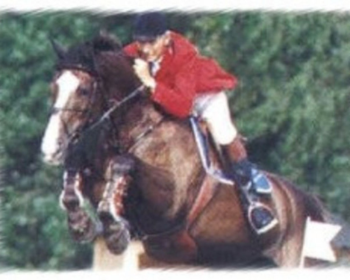 Zuchtstute Finesse (KWPN (Niederländisches Warmblut), 1987, von Voltaire)