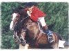 broodmare Finesse (Dutch Warmblood, 1987, from Voltaire)