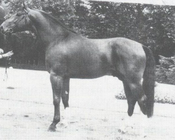 stallion Dramaturg (Westphalian, 1981, from Damokles)