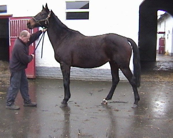 broodmare Allonia xx (Thoroughbred, 1993, from Surumu xx)