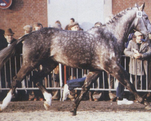 Deckhengst Ibikus (Oldenburger, 1976, von Inschallah AA)