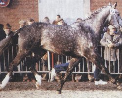 Deckhengst Ibikus (Oldenburger, 1976, von Inschallah AA)