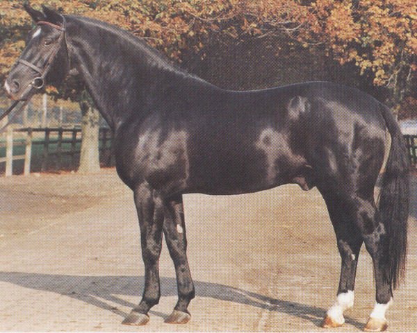 stallion Westminster (Hanoverian, 1980, from Weltmeister)