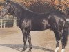 Pferd Westminster (Hannoveraner, 1980, von Weltmeister)