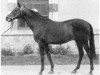 stallion Foudroyant II xx (Thoroughbred, 1938, from The Mac Nab xx)
