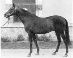 stallion Foudroyant II xx (Thoroughbred, 1938, from The Mac Nab xx)