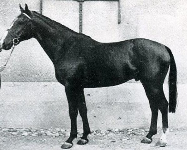 stallion Brûle Tout AN (Anglo-Norman, 1945, from Foudroyant II xx)