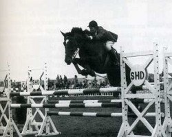 Zuchtstute Taviane (Selle Français, 1963, von Brûle Tout AN)