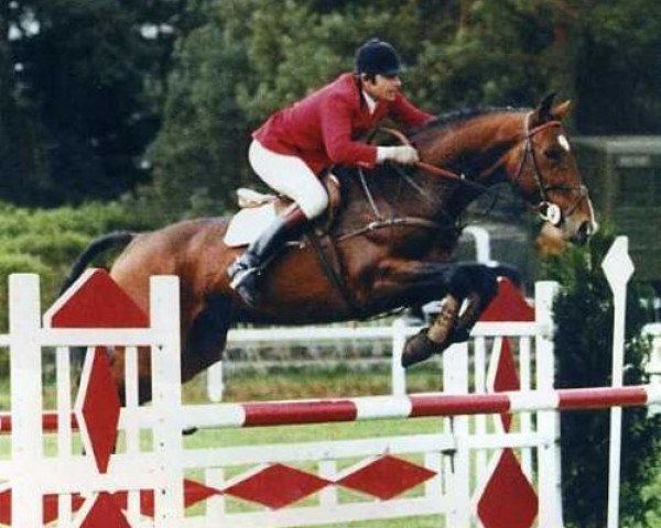 stallion Lord Gordon (Selle Français, 1977, from Almé)