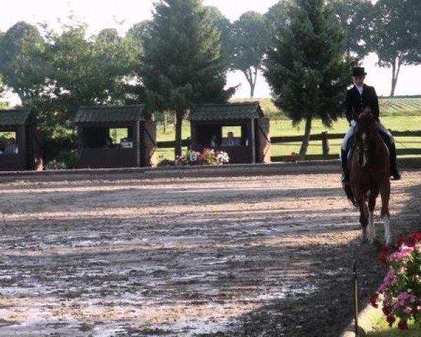 dressage horse Respino 2 (Hanoverian, 2000, from Rotspon)