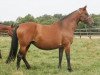 horse Elypse I (Holsteiner, 1990, from Lavall I)