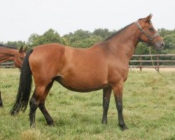 broodmare Elypse I (Holsteiner, 1990, from Lavall I)