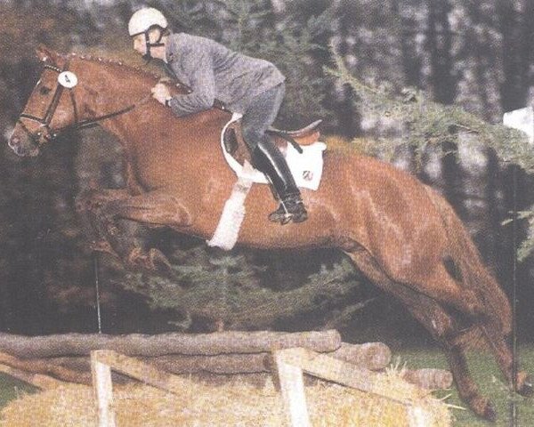 horse Diamo (Westphalian, 1991, from Diamantino)