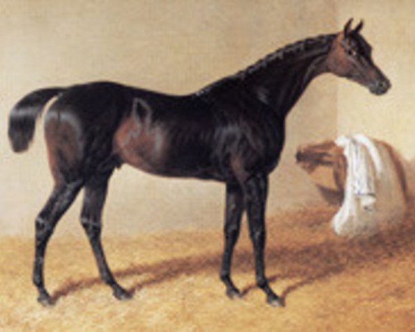 stallion Doctor Syntax xx (Thoroughbred, 1811, from Paynator xx)