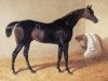 stallion Doctor Syntax xx (Thoroughbred, 1811, from Paynator xx)
