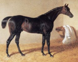 stallion Doctor Syntax xx (Thoroughbred, 1811, from Paynator xx)