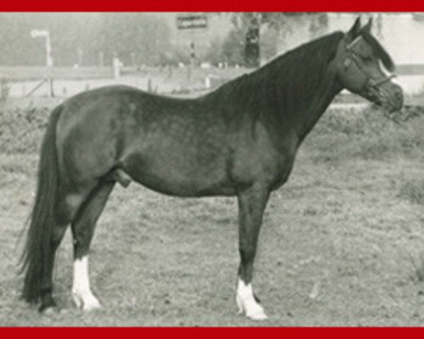 Deckhengst Downland Chorister (Welsh Pony (Sek.B), 1969, von Downland Dandini)