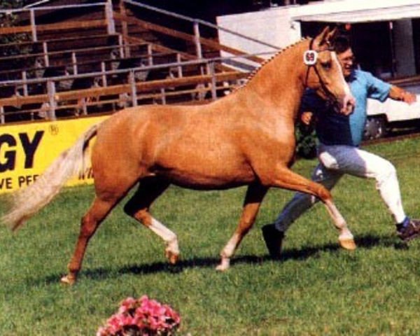 broodmare FS Golden Sunlight (German Riding Pony, 1991, from Golden Dancer)