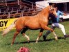 horse FS Golden Sunlight (German Riding Pony, 1991, from Golden Dancer)