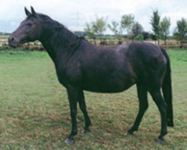 broodmare FS Prima Vera (German Riding Pony, 1993, from FS Picasso)
