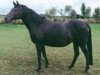 broodmare FS Prima Vera (German Riding Pony, 1993, from FS Picasso)