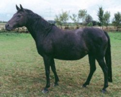 broodmare FS Prima Vera (German Riding Pony, 1993, from FS Picasso)