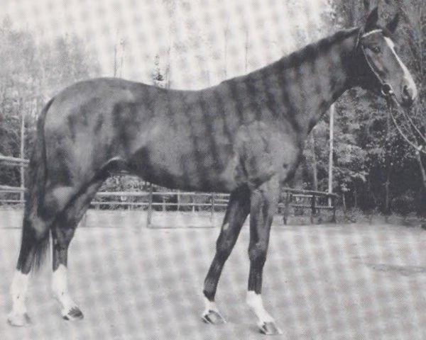 stallion Grandezzo (Trakehner, 1975, from Cher xx)