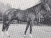 stallion Grandezzo (Trakehner, 1975, from Cher xx)