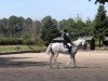 dressage horse Dante 91 (Oldenburg, 1996, from D-Day)