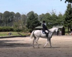 dressage horse Dante 91 (Oldenburg, 1996, from D-Day)