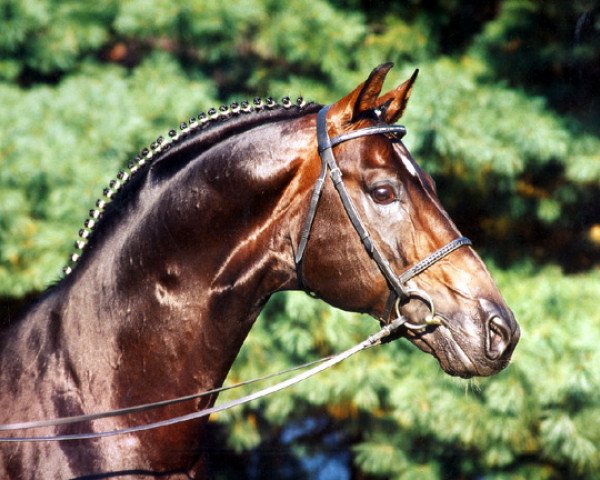 stallion Donnerschlag (Oldenburg, 1987, from Donnerhall)