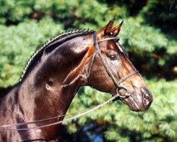 stallion Donnerschlag (Oldenburg, 1987, from Donnerhall)