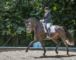 dressage horse Finest-Choice (Hanoverian, 2016, from Finest)