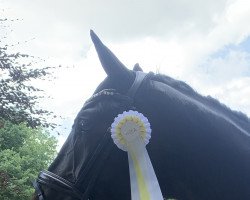 Dressurpferd Fabregas 16 (Dänisches Warmblut, 2016, von Franklin)