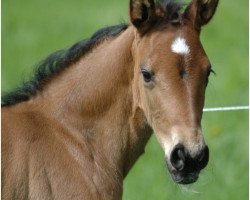 broodmare Fariba W (Westphalian, 2010, from Fineliner 2)