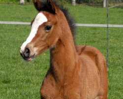 broodmare Foquita W (Hanoverian, 2012, from Fineliner 2)