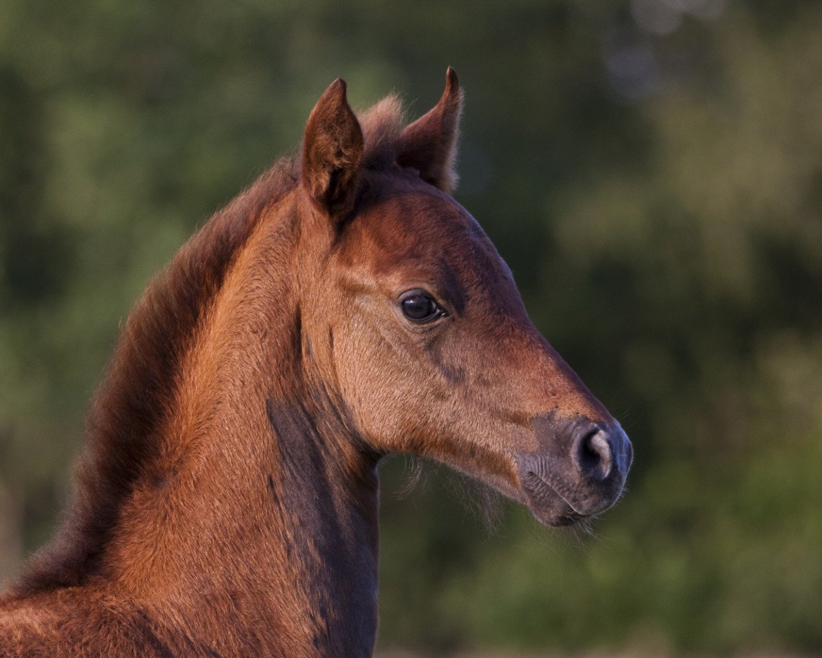 broodmare True Sun-Shine (German Riding Pony, 2011, from Trentino)