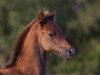 Zuchtstute True Sun-Shine (Deutsches Reitpony, 2011, von Trentino)