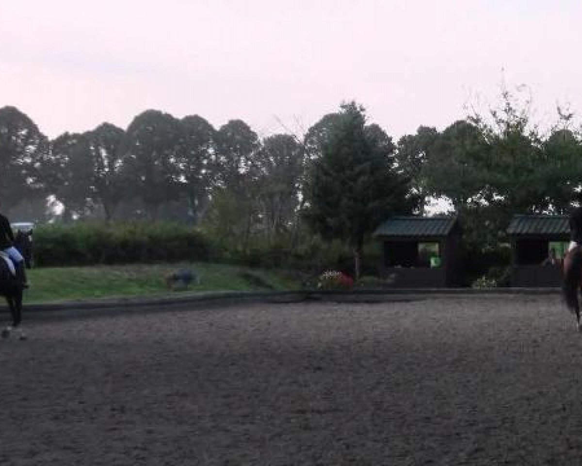 broodmare Revuelied G (Westphalian, 2007, from Rock Forever NRW)