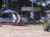 jumper Cheer 7 (Holsteiner, 2002, from Claudio's Son)