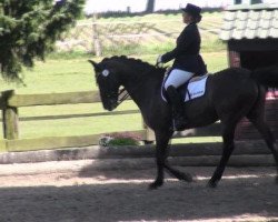 dressage horse Darwin B (German Riding Pony, 1996, from Dornik B)