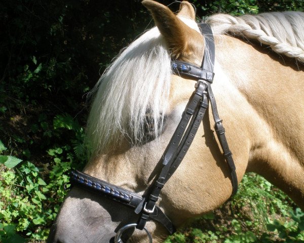 Pferd Pepe (Haflinger, 1992, von Soecking (18,75% ox))