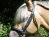 horse Pepe (Haflinger, 1992, from Soecking (18,75% ox))