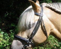 jumper Pepe (Haflinger, 1992, from Soecking (18,75% ox))