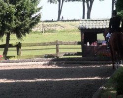 dressage horse Fabulus 9 (Westphalian, 2000, from Fantastico)