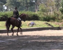 dressage horse Fabienne (Westphalian, 2006, from Fidertanz)